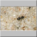 Chalcididae sp - Erzwespe 05a 1-2mm.jpg